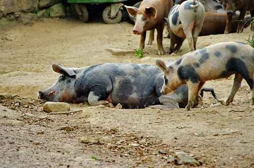 Corsican pigs resting outdoors illustrating Terroir Corse traditional farming and local flavors.