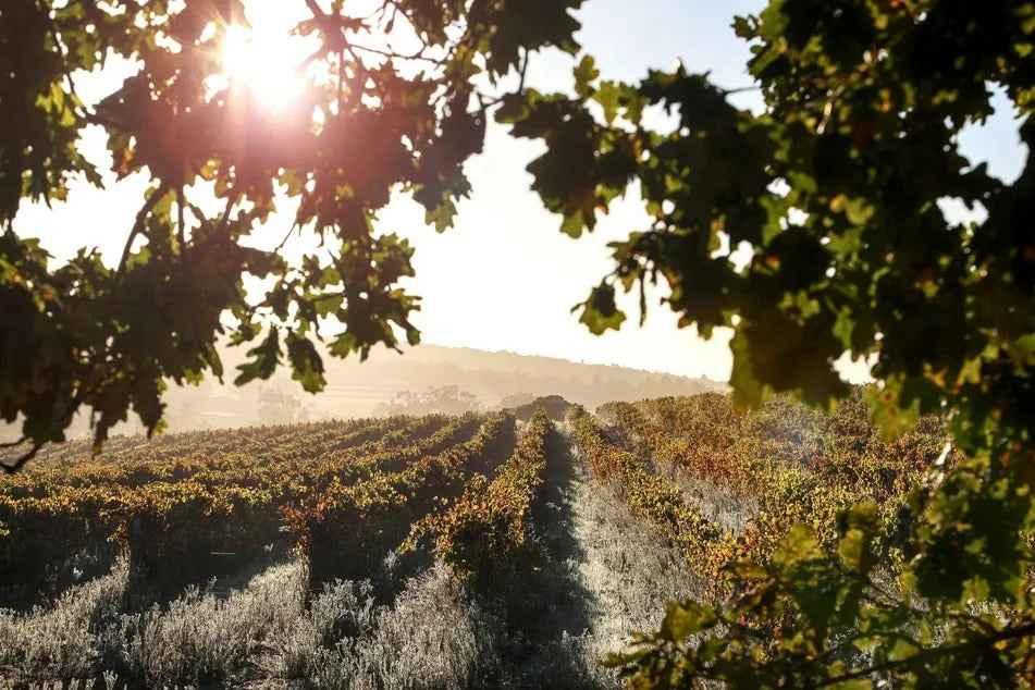 Domaine Orenga de Gaffory – Vins de Patrimonio - Le Goût de la Corse