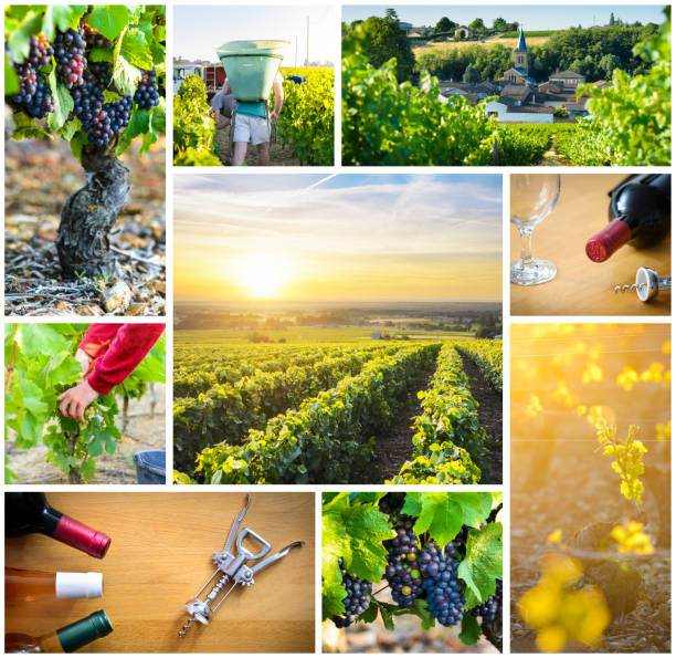 Vins Corses – L’Art du Terroir - Le Goût de la Corse