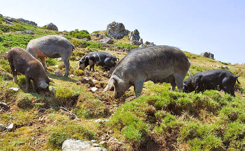 Charcuteries Corse : Savourez l'Authenticité de Nos Produits Artisanaux - Le Goût de la Corse