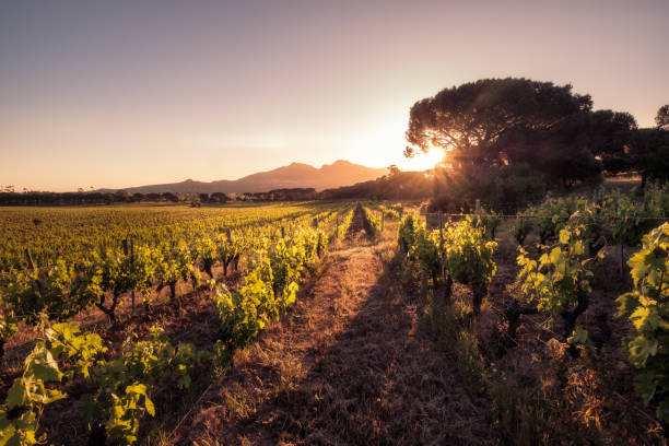 Notre sélection de produits du terroir Corse
