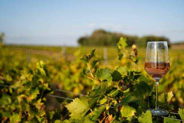 Vin Rosé Bio - Découvrez notre sélection de vins rosés biologiques de qualité - Le Goût de la Corse