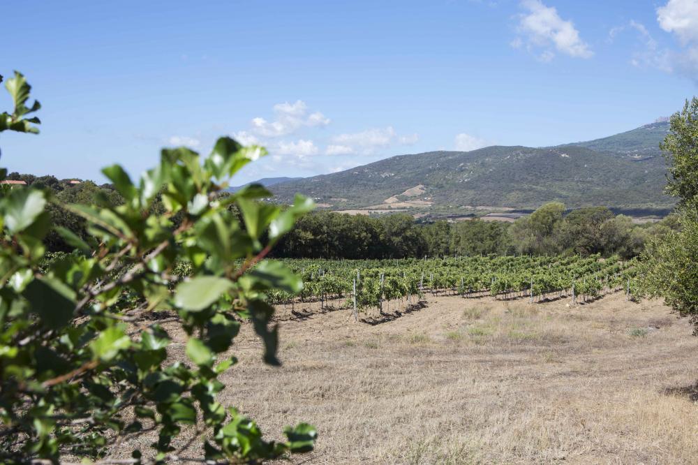 Coffrets Vins - Le Goût de la Corse