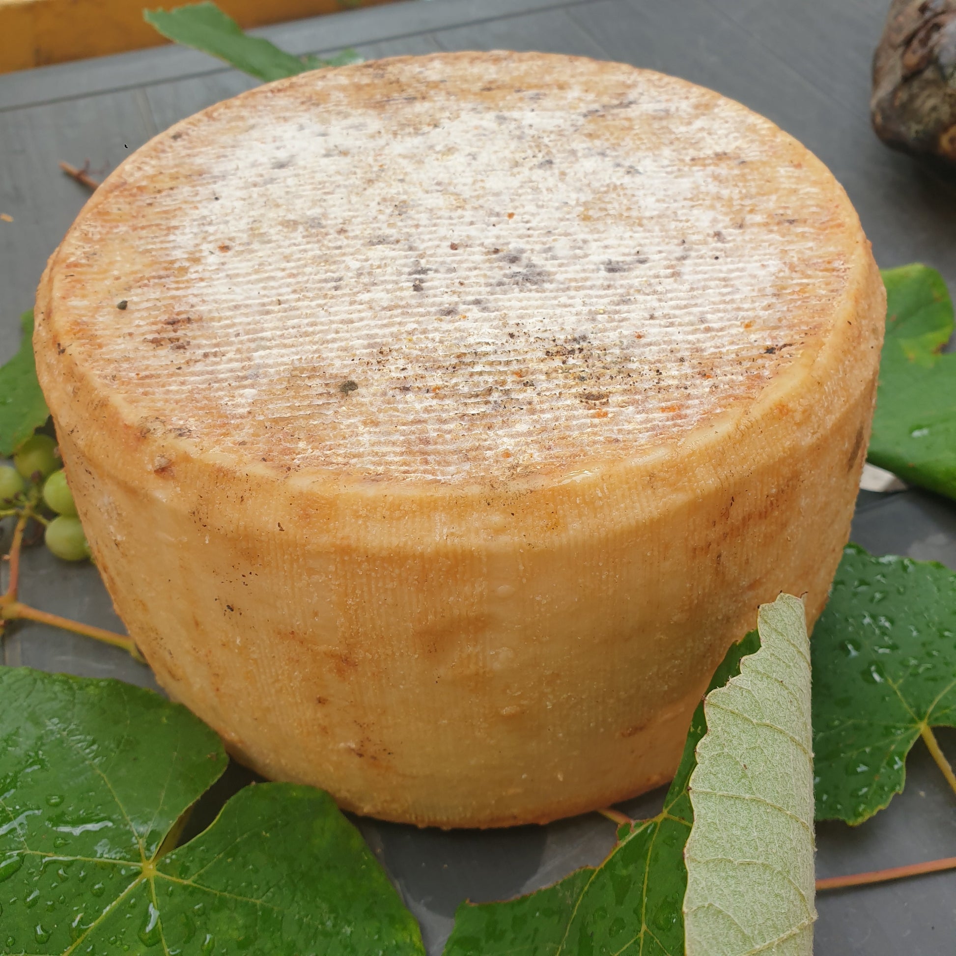 Tomme de brebis corse affinée avec croûte fine et goût rustique acidulé, fromage artisanal traditionnel.