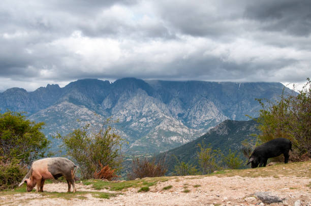 Cochon corse dans le maquis